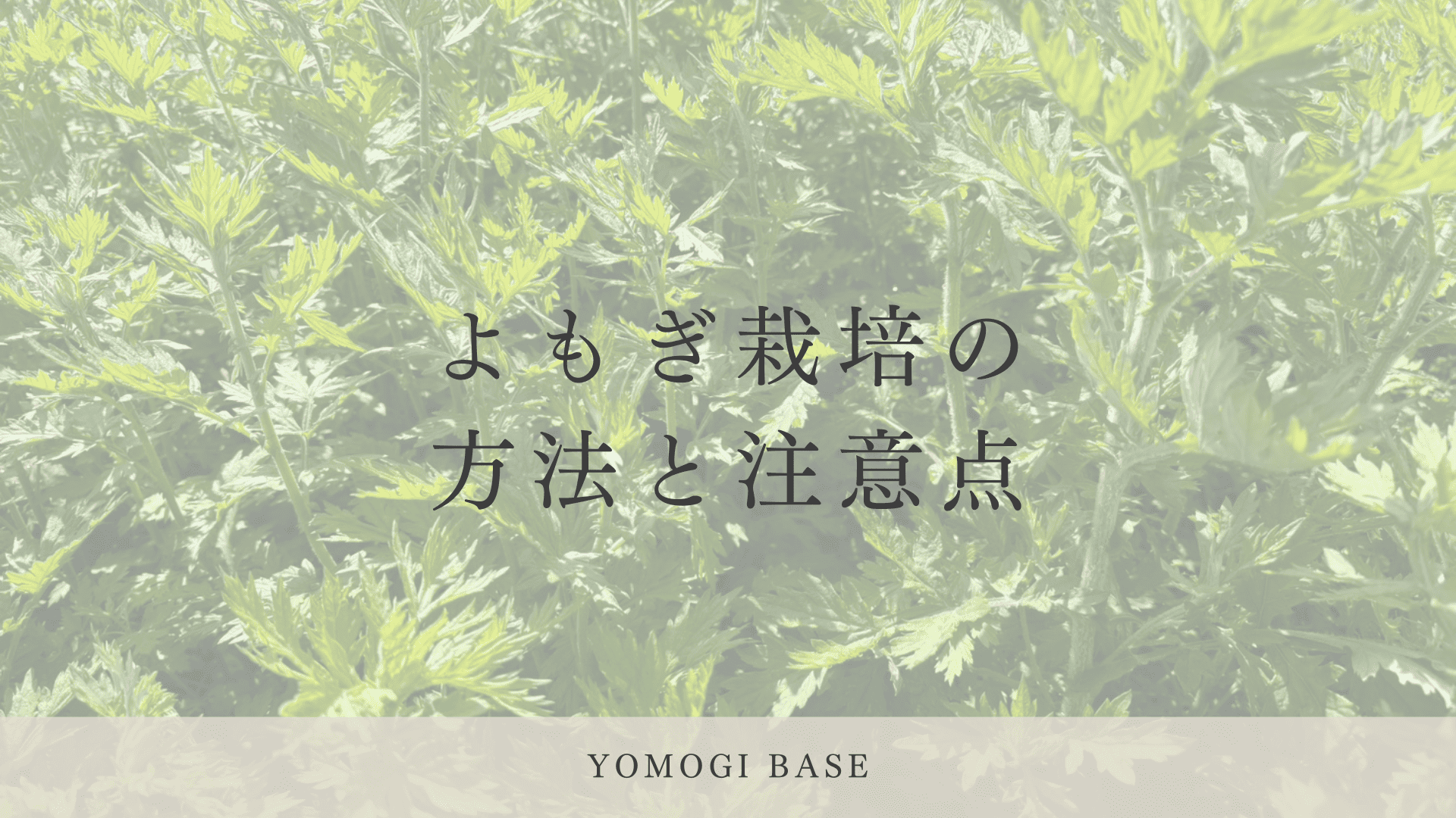 よもぎ栽培の方法と注意点