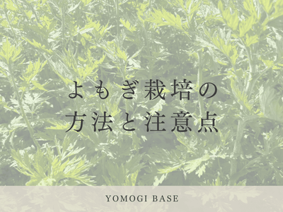 よもぎ栽培の方法と注意点