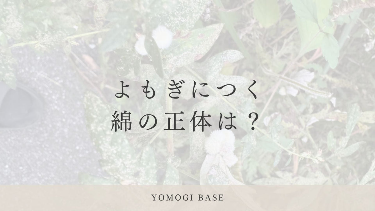 よもぎの茎にできた「虫こぶ」を見つけました｜ヨモギクキワタフシとは
