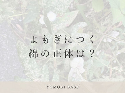 よもぎの茎にできた「虫こぶ」を見つけました｜ヨモギクキワタフシとは