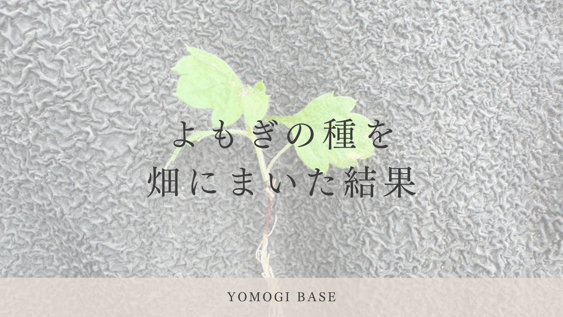 よもぎは種から育つ？ 実際に畑で育ててわかったよもぎ栽培の種まきで失敗したとその学び