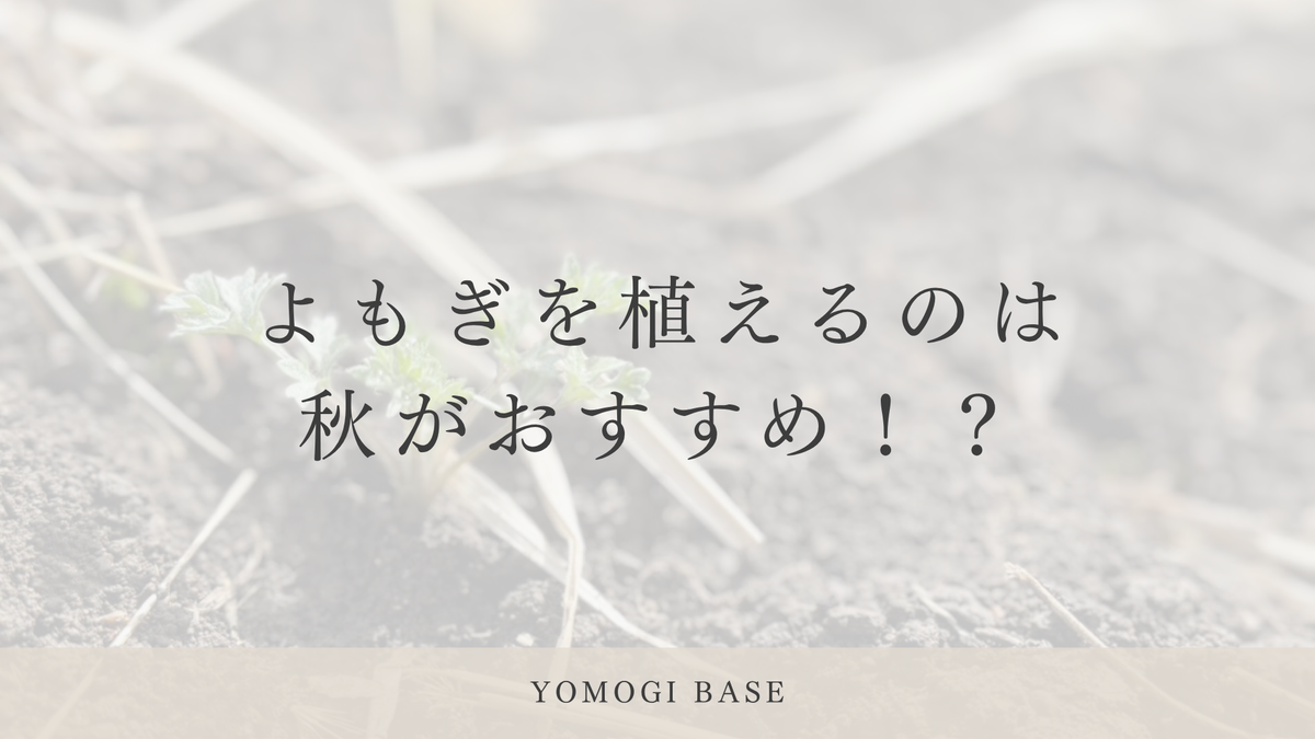 よもぎの種まきはいつがいいのか？【秋に植えるのがおすすめ？】