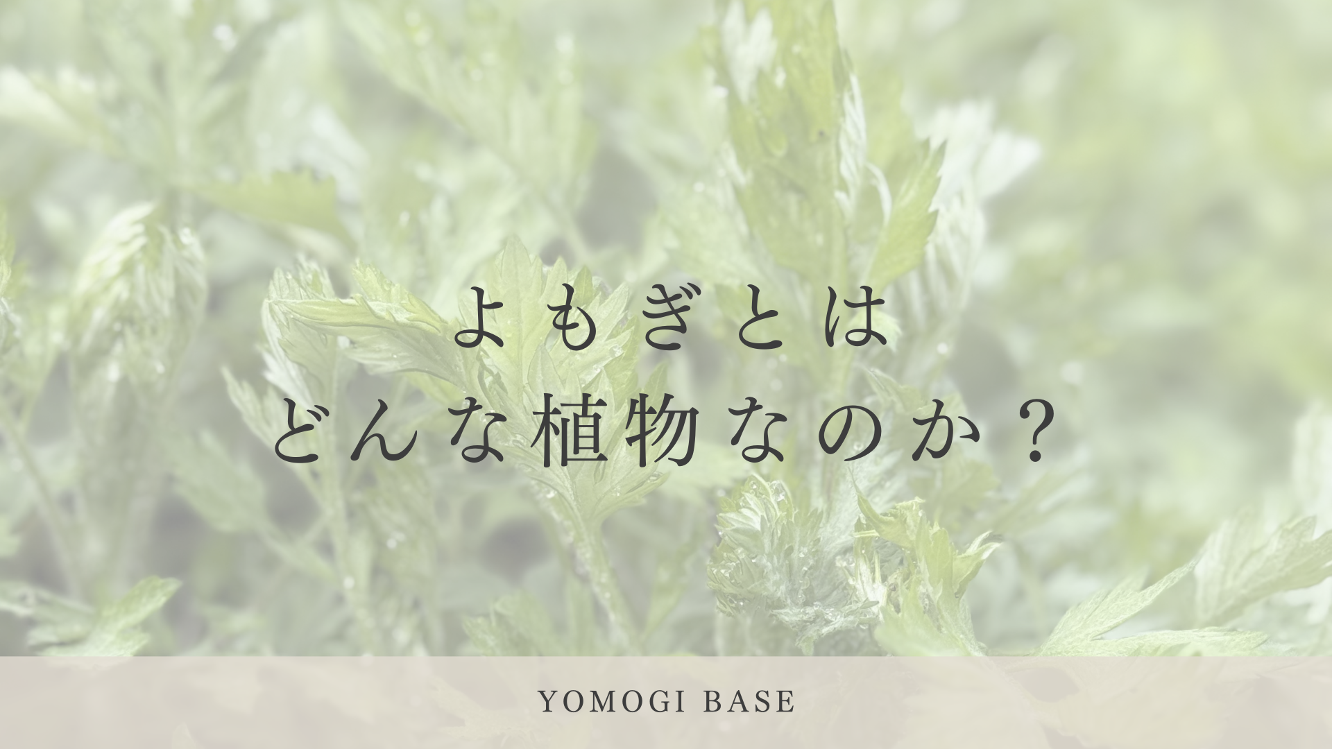 よもぎとは何か｜道端の草が千年愛されてきた理由