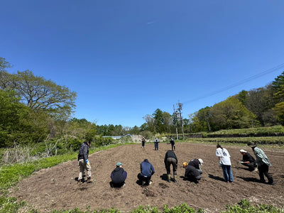 「よもぎを植える会」を開催しました｜信州・八ヶ岳の遊休農地で、最初の植え付け