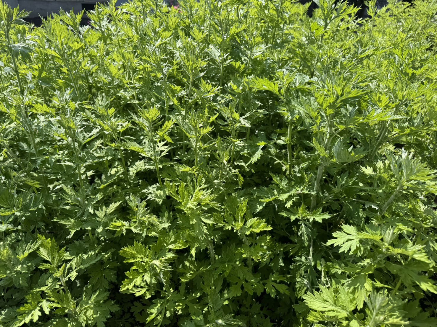 なぜ"雑草"を育てるのか？よもぎ栽培をスタートした理由