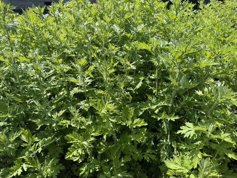 なぜ"雑草"を育てるのか？よもぎ栽培をスタートした理由
