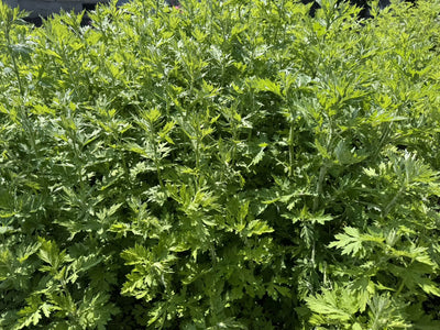 なぜ"雑草"を育てるのか？よもぎ栽培をスタートした理由