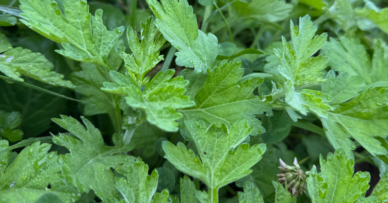 よもぎ栽培長野県信州