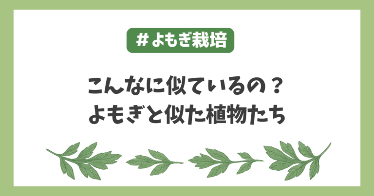 ヨモギ栽培