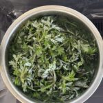 ヨモギ栽培