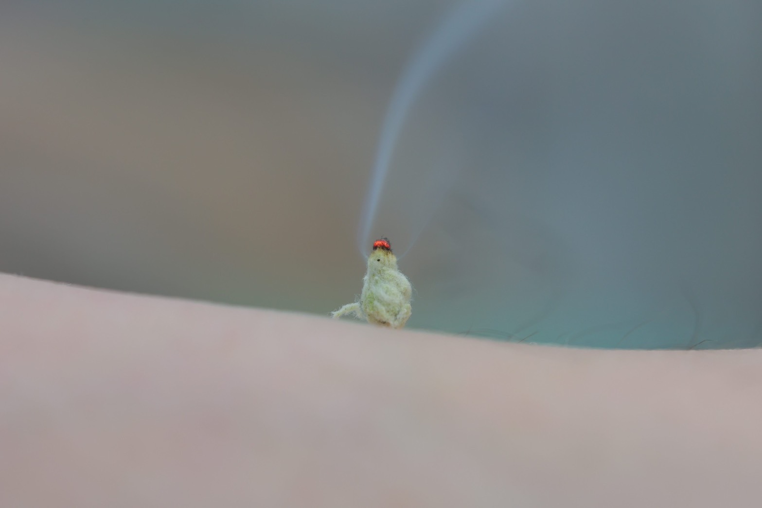よもぎお灸
