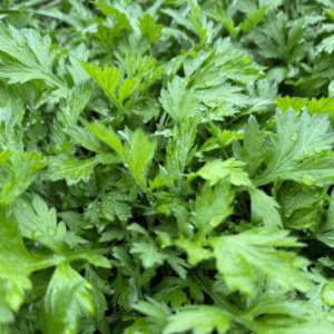 よもぎ栽培長野県