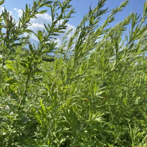 よもぎ栽培長野県