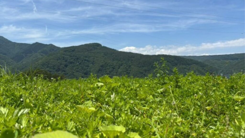 よもぎ栽培長野県